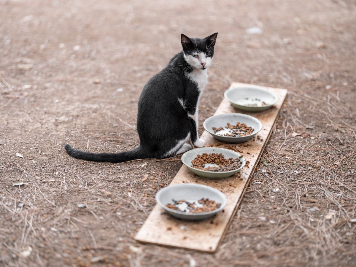So sánh đồ tươi và đồ khô cho mèo