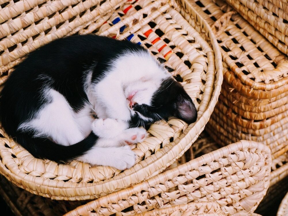 Mèo nằm cuộn nghỉ — khi bị cảm cúm mèo thường mệt và ngủ nhiều