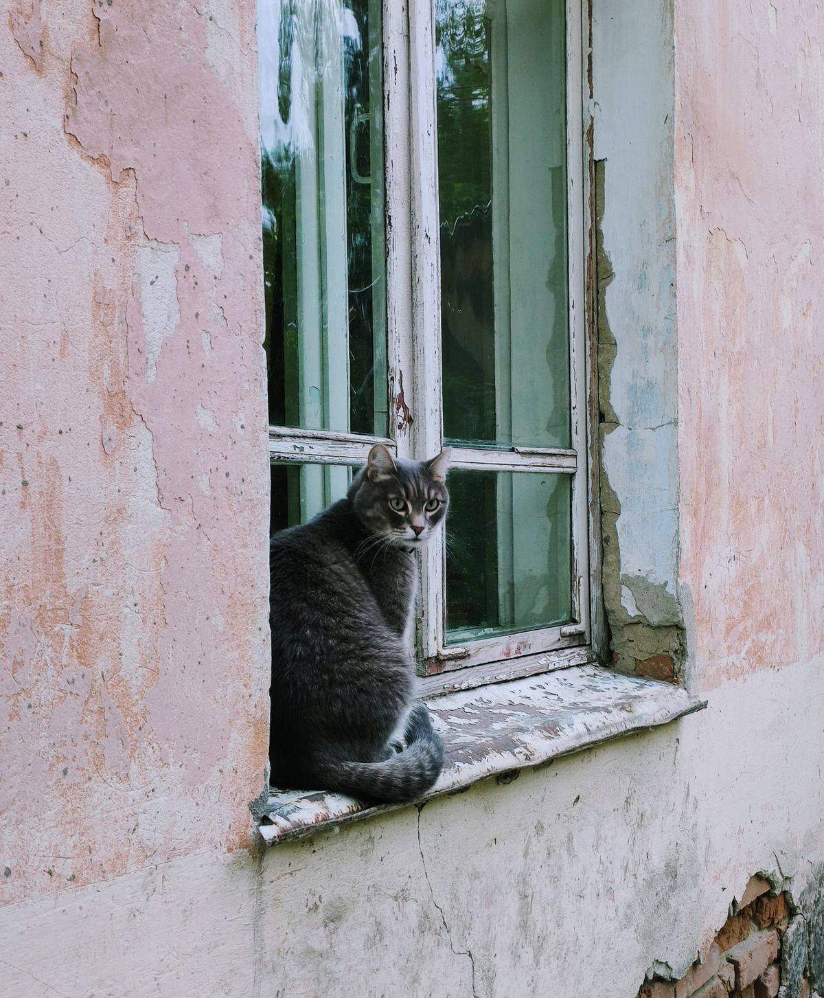 Mèo bị tiêu chảy nên ăn gì